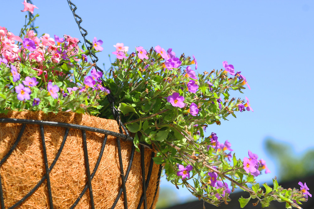 Best Gardening Plants for Pots in Conroe and Willis, Texas